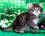 Кошки в Москве: Сибирская девочка Катя Девочка, 55 000 руб. - фото 1