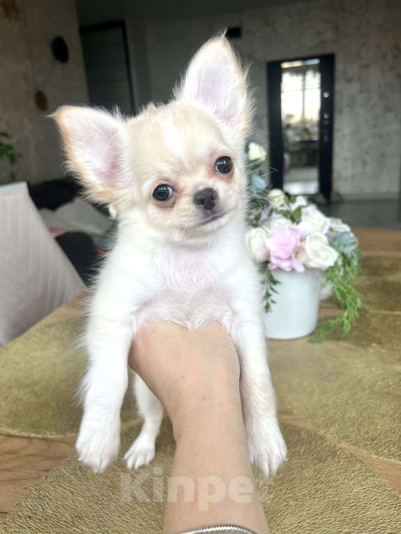 Собаки в Коломне: Татошка кремовый мальчик  Мальчик, 55 000 руб. - фото 1