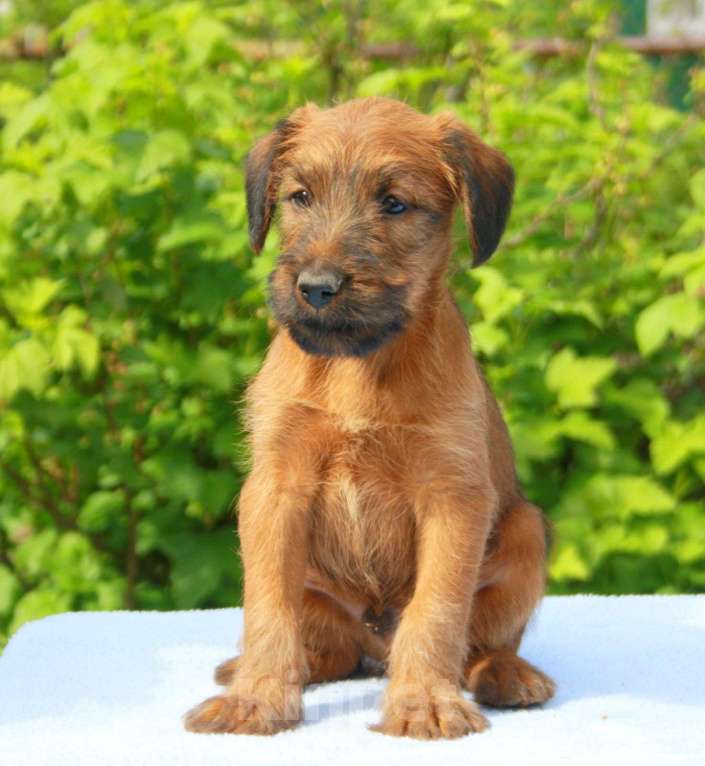 Собаки в Домодедово: Щенки ирландского терьера Мальчик, 50 000 руб. - фото 4