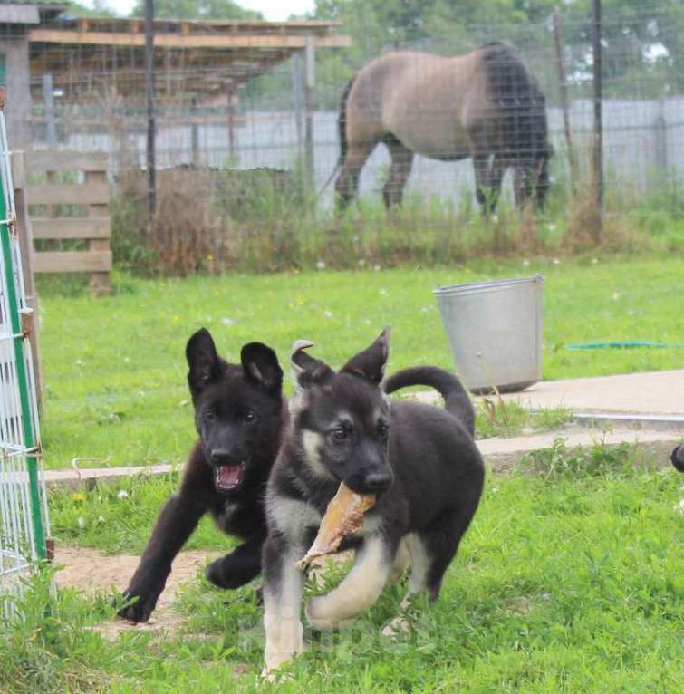 Собаки в Москве: Радомира Девочка, 45 000 руб. - фото 6