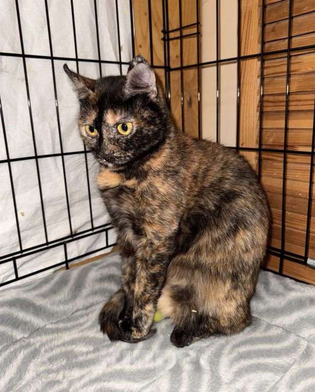 Кошки в Москве: Юленьку с котятами пытались отравить 💔 Котята поглибли, а Юленька срочно ищет дом Девочка, Бесплатно - фото 3