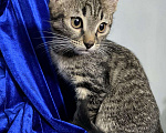 Кошки в Ливны: Котенок, 100 руб. - фото 1