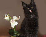 Кошки в Юрьеве-Польском: Мейн-кун девочка черный солид Девочка, 35 000 руб. - фото 1