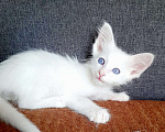 Кошки в Екатеринбурге: Белый ориентальный ДШ котик Мальчик, 75 000 руб. - фото 1