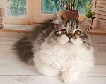 Кошки в Самаре: Кошечка Долли Девочка, 12 000 руб. - фото 7