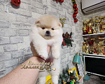 Собаки в Москве: Шпиц померанский девочка  мишка РКФ Девочка, Бесплатно - фото 1