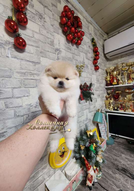 Собаки в Москве: Шпиц померанский девочка  мишка РКФ Девочка, Бесплатно - фото 1