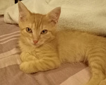 Кошки в Мытищах: Кошечка ,, Зося,, 2 месяца.Отдам в добрые руки. Девочка, Бесплатно - фото 3
