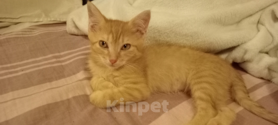Кошки в Мытищах: Кошечка ,, Зося,, 2 месяца.Отдам в добрые руки. Девочка, Бесплатно - фото 3