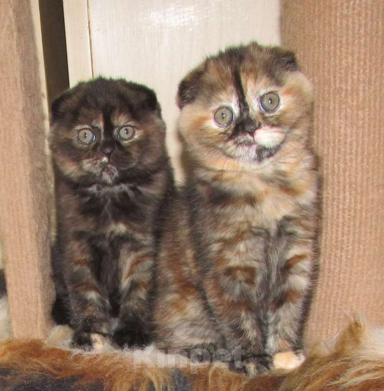 Кошки в Санкт-Петербурге: шотландская кошечка черная черепаха Девочка, Бесплатно - фото 3