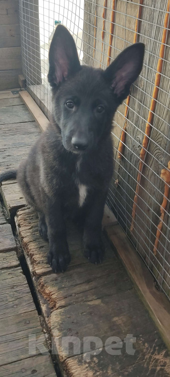 Собаки в других городах Краснодарского края: Щенок немецкой овчарки (девочка) Девочка, 15 000 руб. - фото 2