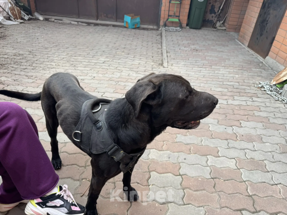 Собаки в Ростове-на-Дону: найден Мальчик, Бесплатно - фото 5