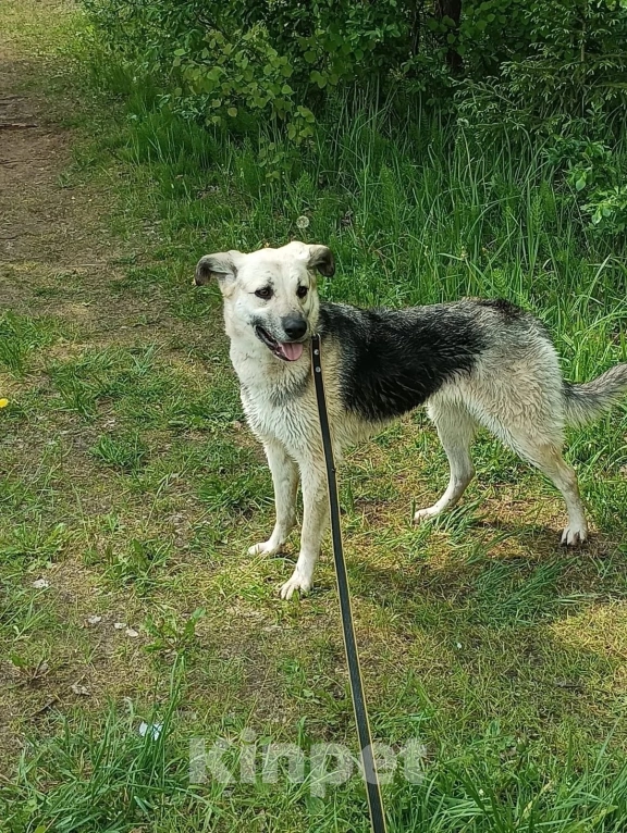 Собаки в других городах Ленинградской области: Небольшая собачка Чара Девочка, 500 руб. - фото 4