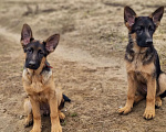 Собаки в Москве: Шикарные щенки немецкой овчарки Девочка, Бесплатно - фото 5