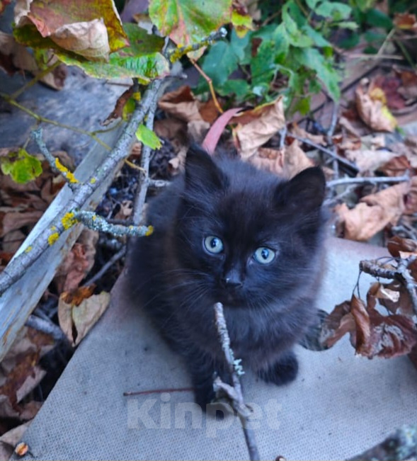 Кошки в Москве: Котёнок в добрые руки Девочка, Бесплатно - фото 4