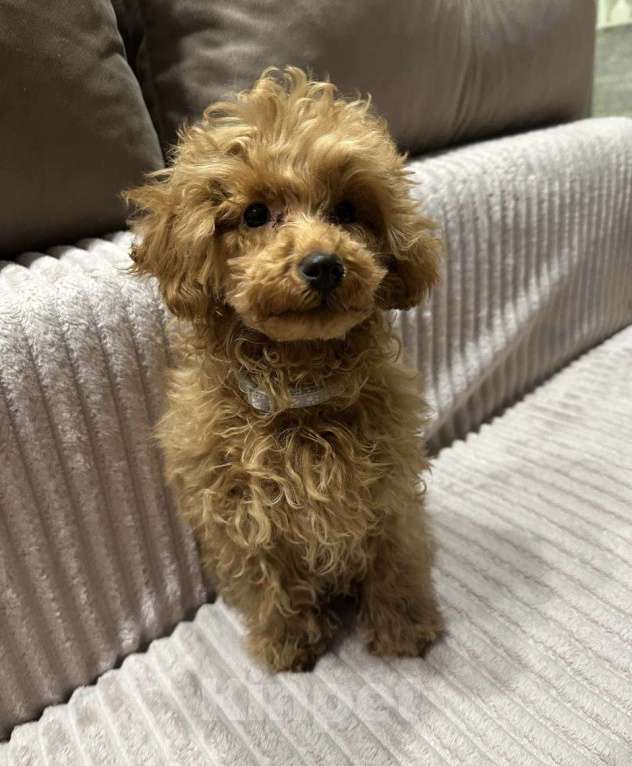 Собаки в Воронеже: Щенок той-пуделя Мальчик, Бесплатно - фото 2