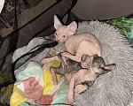 Кошки в Одинцово: Продадим прекрасного котёночка породы Канадский Сфинкс Мальчик, 10 000 руб. - фото 3