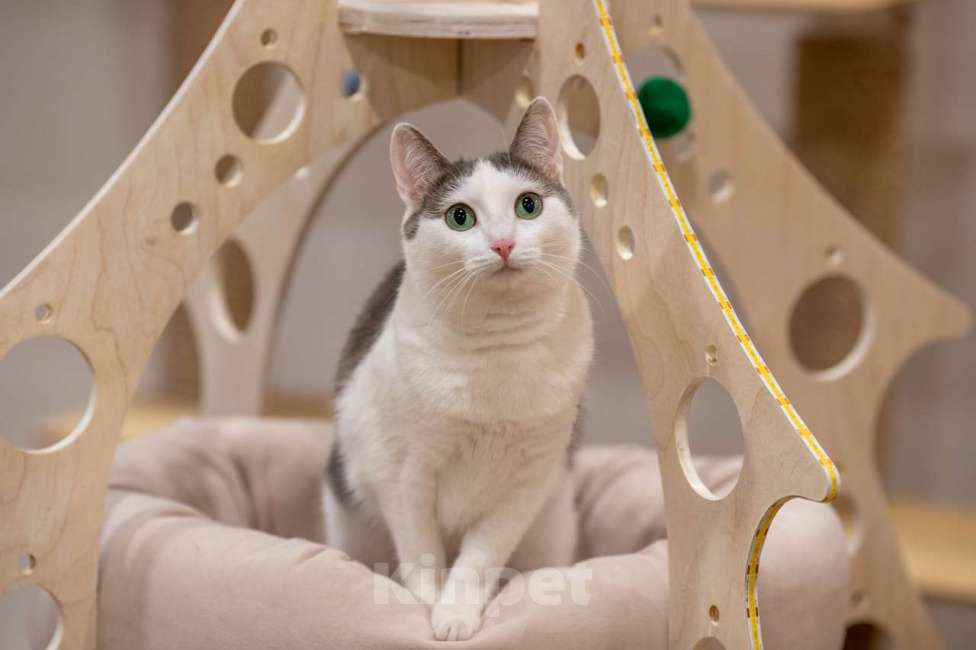 Кошки в Москве: Алиса Девочка, Бесплатно - фото 8