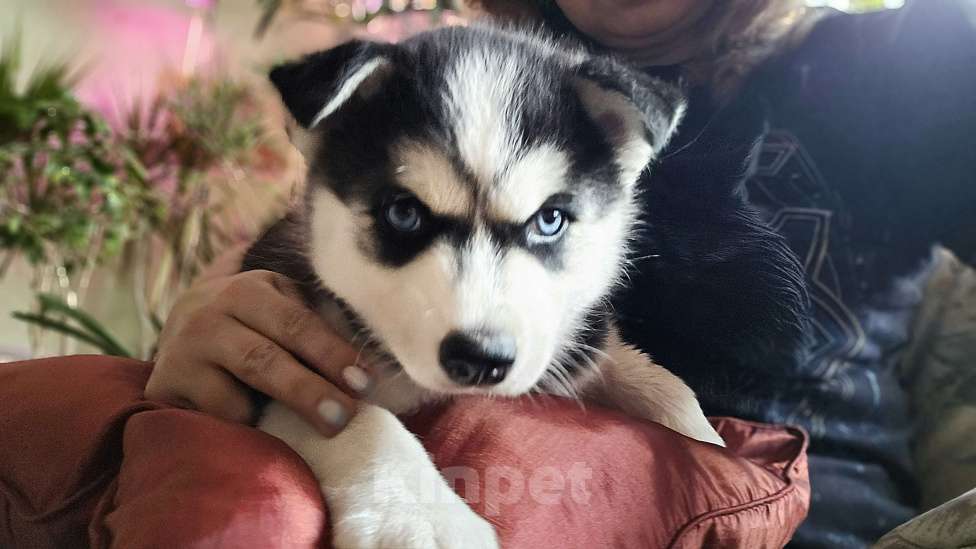 Собаки в Воронеже: Феона Северная мечта Девочка, 9 500 руб. - фото 4