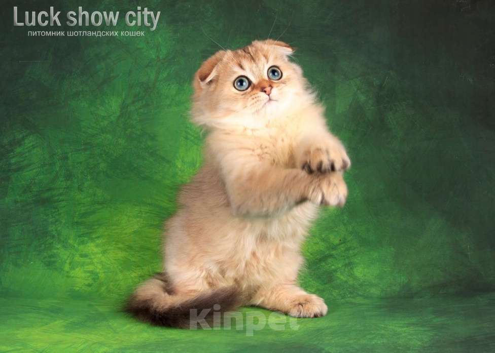 Кошки в Санкт-Петербурге: Золотой хайленд фолд Мальчик, 35 000 руб. - фото 3