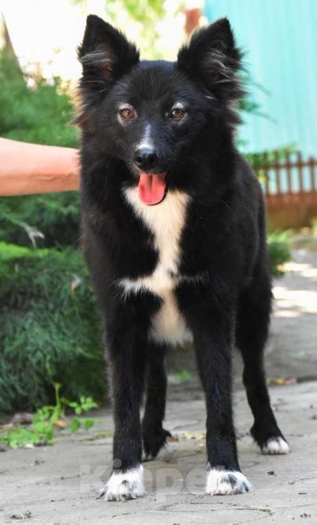 Собаки в Москве: Ненецкая оленегонная лайка. Кобель YUYDI. Мальчик, 50 000 руб. - фото 4