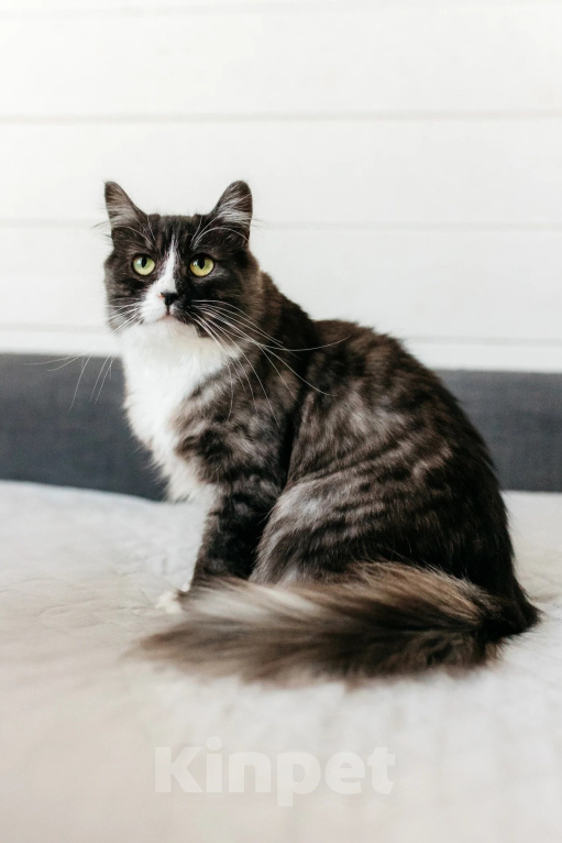 Кошки в Москве: Лея ищет дом Девочка, Бесплатно - фото 3