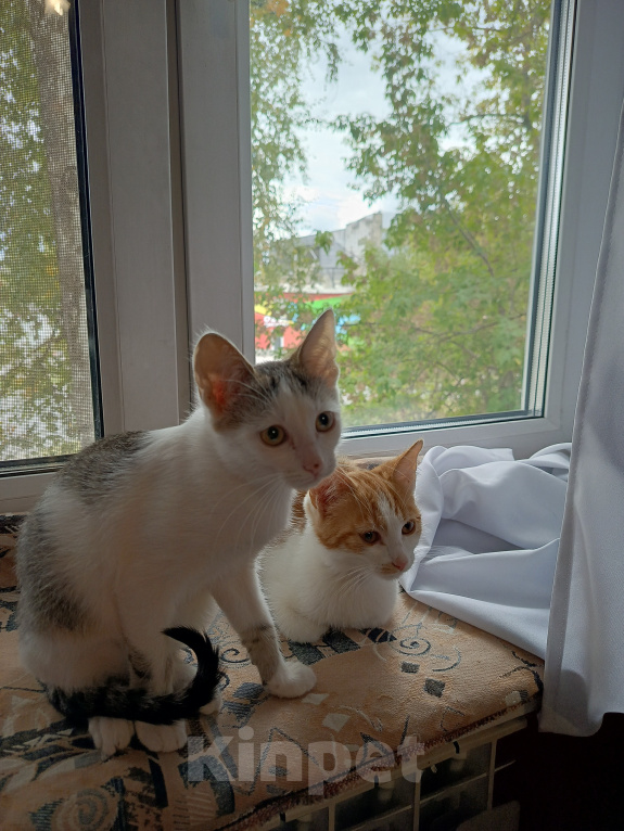Кошки в Калуге: Котенок в добрые руки Мальчик, Бесплатно - фото 6