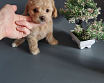 Собаки в Краснодаре: Мальтипушка Ф1 девочка Девочка, Бесплатно - фото 1