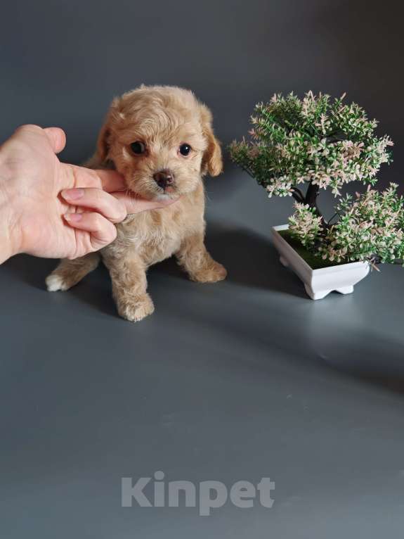 Собаки в Краснодаре: Мальтипушка Ф1 девочка Девочка, Бесплатно - фото 1