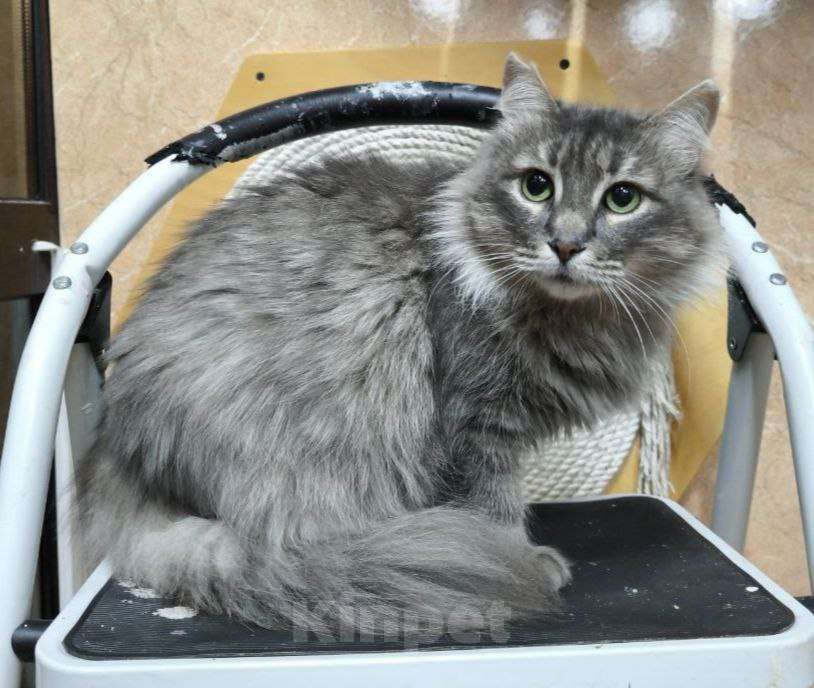 Кошки в Москве: Кошечка Пушинка в добрые руки Девочка, Бесплатно - фото 4