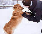 Собаки в Москве: Метис таксы в добрые руки Мальчик, Бесплатно - фото 2