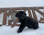 Собаки в Чехове: Чернышка Мальчик, 99 руб. - фото 2