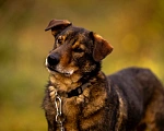 Собаки в Санкт-Петербурге: Том ищет дом  Мальчик, Бесплатно - фото 3