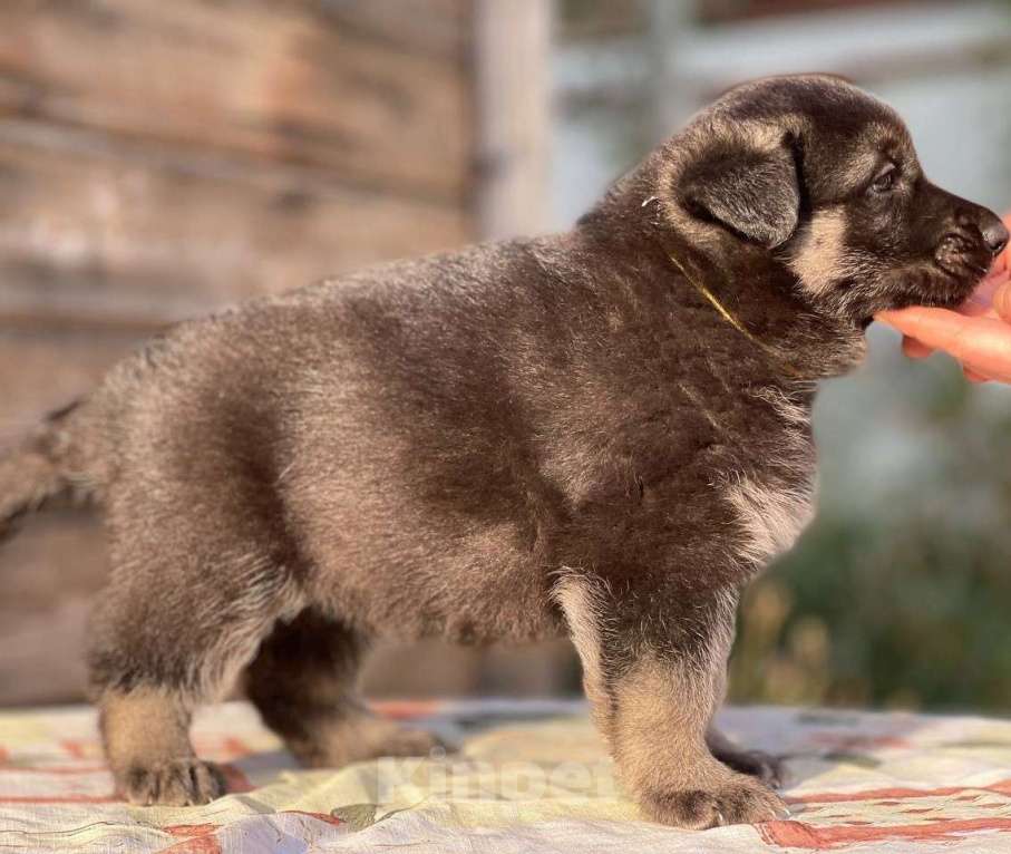 Собаки в других городах Ленинградской области: Сука ВЕО от Гордость Питера Церри Бой х Гроза Девочка, 40 000 руб. - фото 4