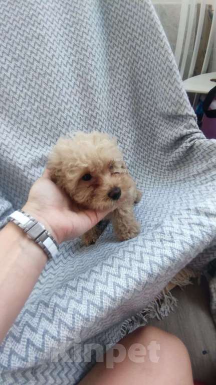 Собаки в Москве: Щенок мальтипу ф1  Мальчик, 99 999 руб. - фото 4