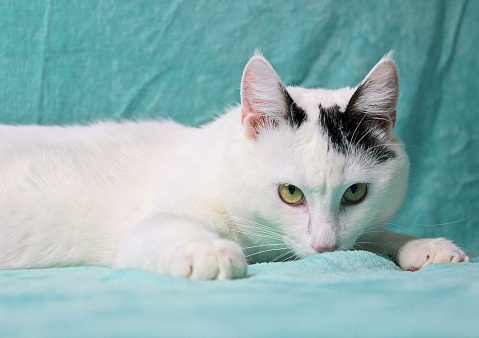 Объявление: Сирота в поисках семьи, Бесплатно, Москва