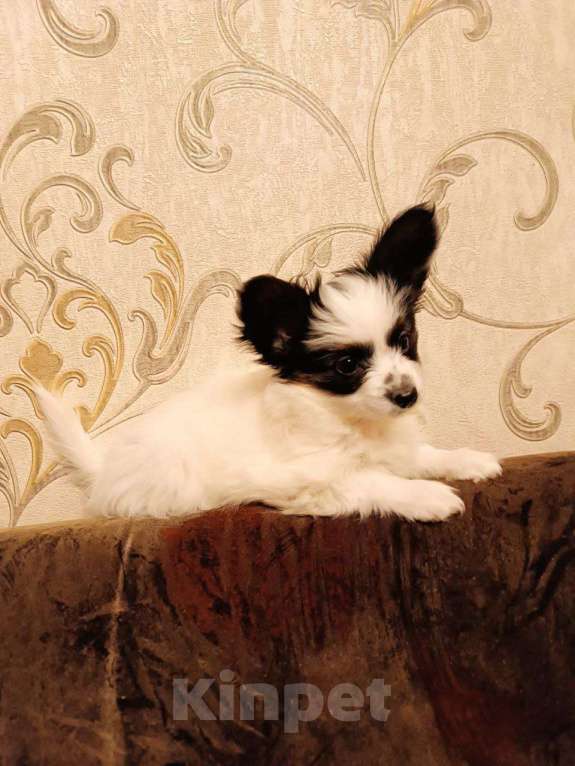 Собаки в Томске: Щенки папийона-красавицы в Томске Девочка, 35 000 руб. - фото 8