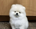 Собаки в Москве: Померанский шпиц. Девочка, 60 000 руб. - фото 1
