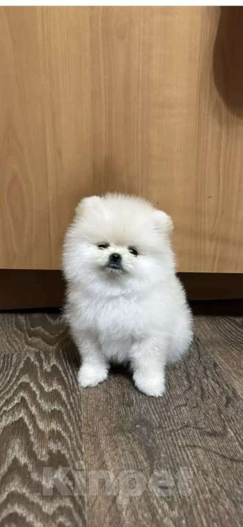 Собаки в Москве: Померанский шпиц. Девочка, 60 000 руб. - фото 1