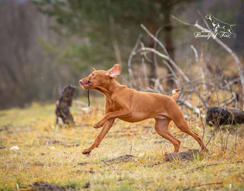 Собаки в Ярославле: Beauty of Fire Unison  Мальчик, 90 000 руб. - фото 7