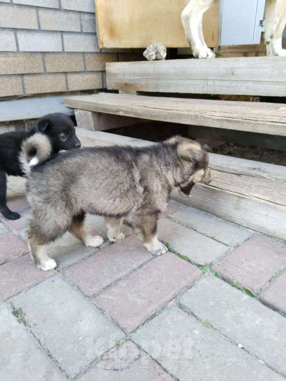 Собаки в других городах Свердловской области: Продам щенков ВОЛКОСОБА Мальчик, 5 000 руб. - фото 3