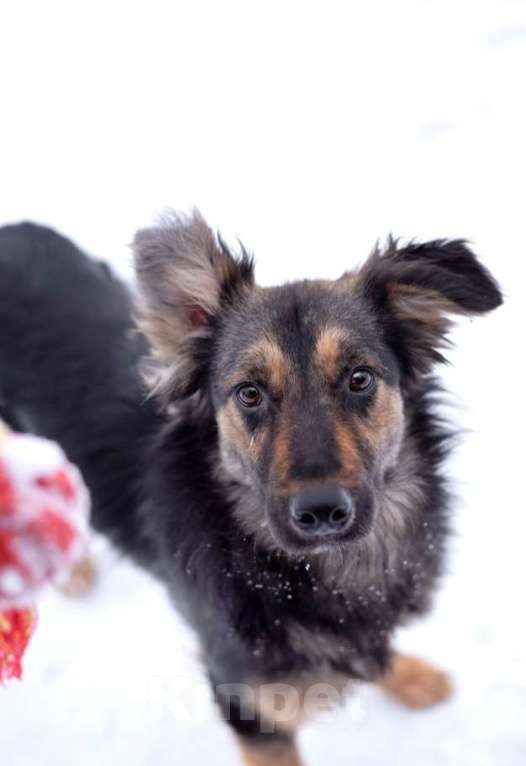 Собаки в Москве: Пушистый ушастый мальчик Пряник в добрые руки Мальчик, 1 руб. - фото 2