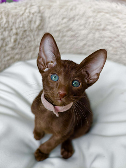 продаются котята ориентальной породы