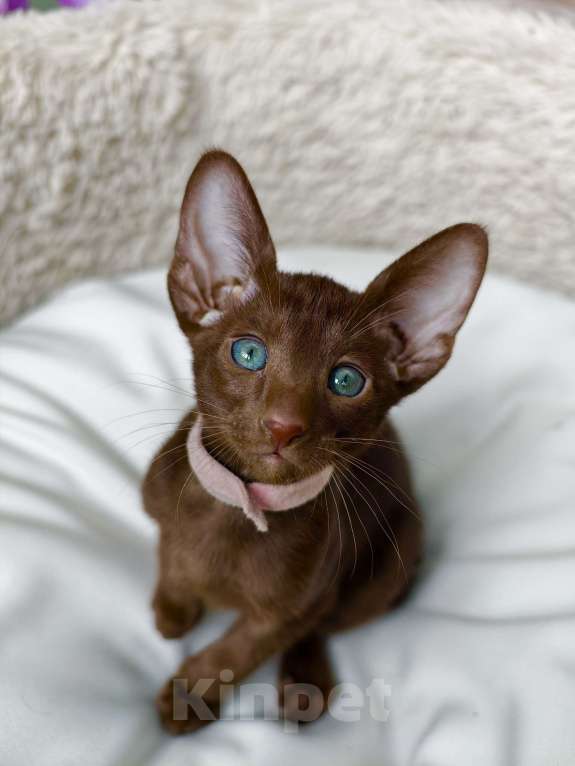 Кошки в Владивостоке: продаются котята ориентальной породы Мальчик, 30 000 руб. - фото 1