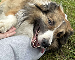 Собаки в Москве: Взрослый пес Бордер-колли в добрые руки Мальчик, Бесплатно - фото 3