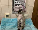 Кошки в Королеве: Котенок Девон-рекс Девочка, Бесплатно - фото 6