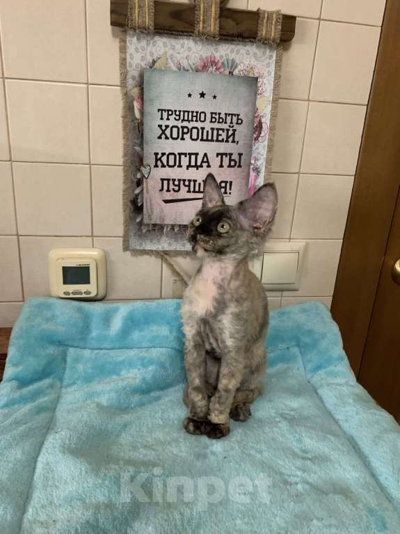 Кошки в Королеве: Котенок Девон-рекс Девочка, Бесплатно - фото 6