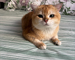 Кошки в Тюмени: Котик британец на вязку с опытом Мальчик, 8 000 руб. - фото 1