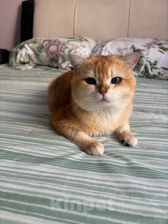 Кошки в Тюмени: Котик британец на вязку с опытом Мальчик, 8 000 руб. - фото 1