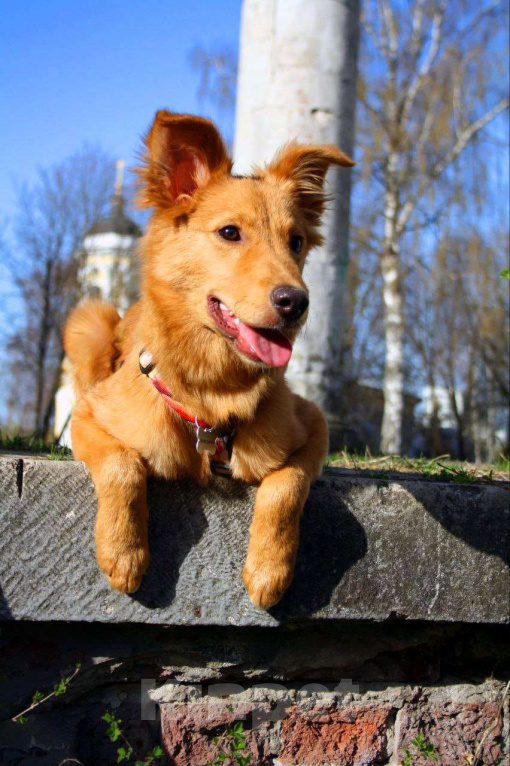 Собаки в Балашихе: Солнечная красотка Пенни (8 мес) в поиске дома Девочка, Бесплатно - фото 6